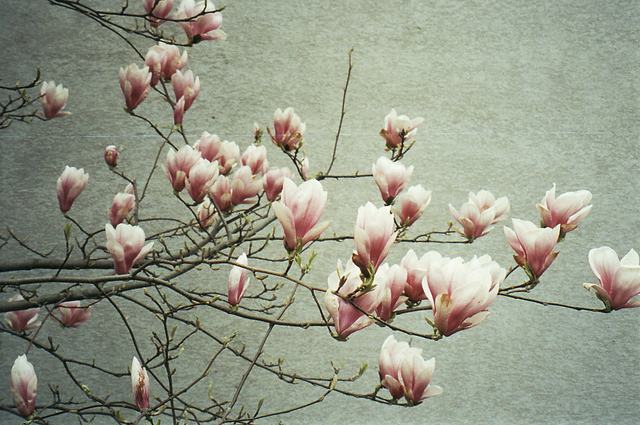 Magnolienblüten