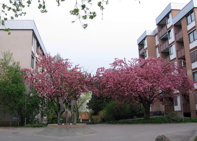 Blühende Kirschbäume und Skulptur im Innenhof
