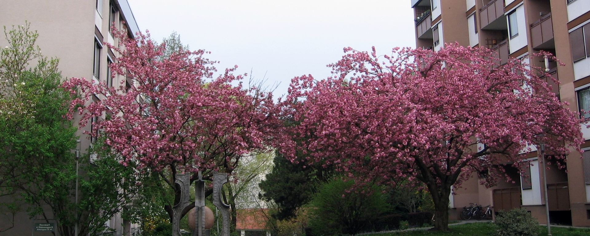 Blühende Kirschbäume im Innenhof der Eisteichsiedlung
